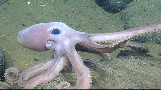 Meet the Animals of Endeavour Hydrothermal Vent Field  Nautilus Live [upl. by Neersin]