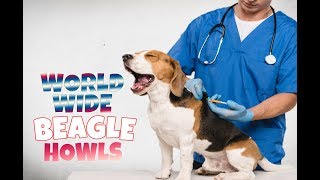 200 BEAGLE HOWLS AND BARKS COMPILATION FROM ALL OVER THE WORLD [upl. by Dnomyaw]