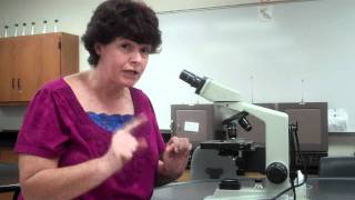 How to use a microscope and oil immersion [upl. by Peterman]