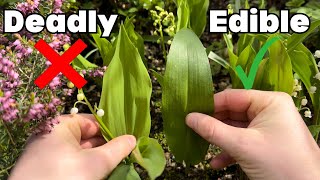 Lily of the Valley or Wild Garlic How to tell the difference… [upl. by Boaten283]