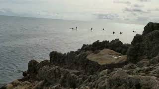 Stackpole fishing Pembrokeshire and Gary the Seal [upl. by Ymassej]