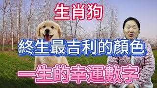 生肖屬相狗！屬狗人終身最吉利的顏色！生肖屬狗人一生的幸運數字！本期視頻講述生肖狗！生肖 風水 財運 佛教 [upl. by Morocco]