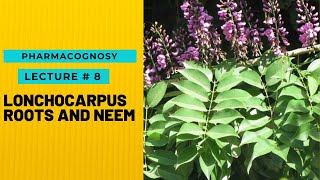 PHARMACOGNOSY  NATURAL PESTICIDES  LONCHOCARPUS ROOTS AND NEEM  LECTURE  8  HOPELESS MEDICOS [upl. by Acinom]