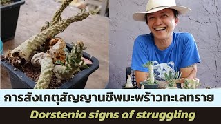 Dorstenia signs of struggling การสังเกตุสัญญานชีพมะพร้าวทะเลทราย [upl. by Alletneuq]