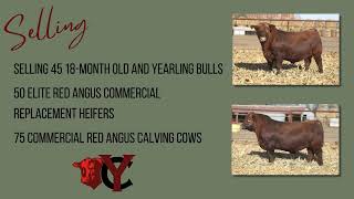 York Creek Red Angus  February 7 2024 [upl. by Ennoved]