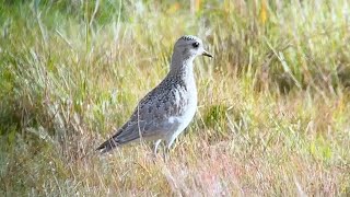 European Golden Plover Pluvialis apricaria kapustarinta 3102024 Leveäkari Pori W Finland [upl. by Ulland]