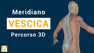 Meridiano della Vescica urinaria  Percorso in 3D punto per punto [upl. by Petes600]