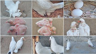 Baby White Pigeon  Video How do baby  pigeons grow up [upl. by Ralf]