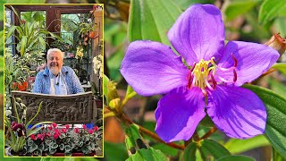 FLEUR ARAIGNÉE TIBOUCHINA BUISSON TOUT SOYEUX AUX COROLLES ÉTRANGES Le Quotidien du Jardin N°443 [upl. by Arber]