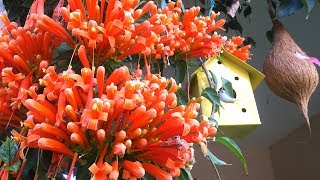 How to grow and care Orange Flame vineorange trumpet vinePyrostegia VenustaMaxican Flame vine [upl. by Adkins]