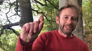 October Mushroom Foraging UK [upl. by Nyladnohr71]