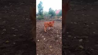 Czerwona jałówka biega o poranku😉limousine cow limousincattle farming [upl. by Auston964]