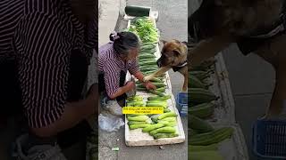 Clever Dog Helps Owner Shop for Vegetables  🐶🥕 [upl. by Einnaoj]