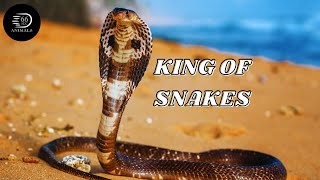 ⚠️ Venomous Royalty The King Cobras Deadly Bite┊66 Seconds Animals [upl. by Elaine]