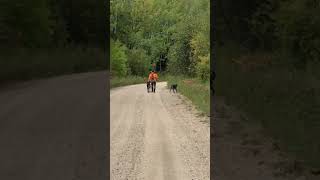 End of the grouse hunt with Colt and Briscoe puppy [upl. by Paxton697]