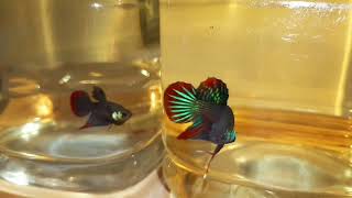 Wild Imbellis Betta original VS imbellis Hybrid [upl. by Huggins367]