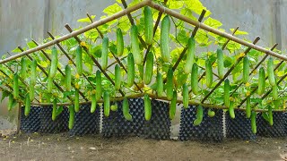 Growing cucumbers this way will yield quick harvests lots of fruit and very crispy fruit [upl. by Tuorah]