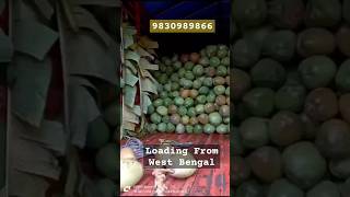 Tender Coconut ग्रीन कोकोनटWholesaler  West Bengal  Minimum 2000 Pcs [upl. by Adnam]