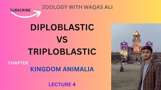 DIPLOBLASTIC AND TRIPLOBLASTIC ANIMALS [upl. by Rodina491]