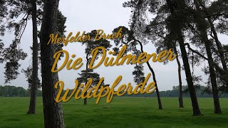 Die Dülmener Wildpferde [upl. by Lillith]