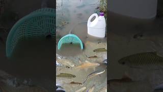 Servival Skills SIMPLE but USEFUL with fish trap outdoors simple useful outdoors [upl. by Shepperd]