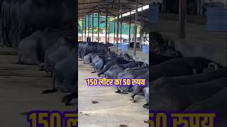 नौकरी नही लगी तो आपको क्या करना हैं dairyfarm milk business buffalo [upl. by Symer]