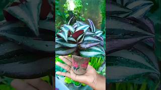 Wandering Jew Plant propagation with zero cost trending propagation shorts [upl. by Eelyah]