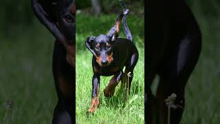 🐾💥 Meet the Black and Tan CoonhoundDog Dogs Dogfacts blackandtancoonhound Blackandtancoonhounds [upl. by Milks]