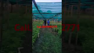 Biggest Agarwood nursrry plant [upl. by Yelrebma]