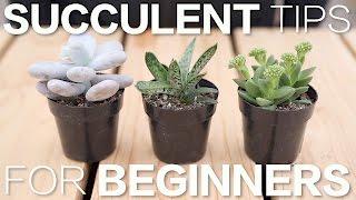 Succulent Tips for Beginners  Garden Answer [upl. by Siduhey]