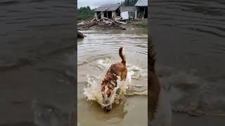 A sudden violent storm caused raging rapids and floods A golden retriever bravely rescued a child [upl. by Hgielime]