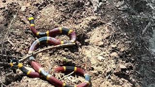 Coral snake in Texas [upl. by Jilli]