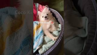 Dog bed❤️❤️from Flipkart doglover dogbeds flipkart viralvideo [upl. by Siuqram13]