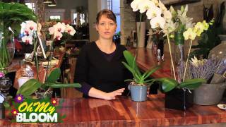 How to properly care for Orchids [upl. by Nacnud]