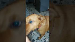 my dog reaction everytime I give the Heartgard shortvideo dog doglover shorts youtubeshorts [upl. by Aryhs]