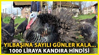 Yılbaşı Öncesi Hindinin Fiyatı Kilosuna Göre Bin Lirayı Buluyor [upl. by Entsirhc634]