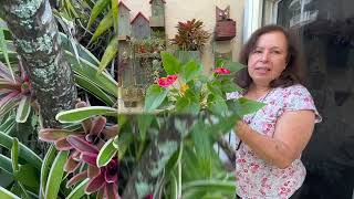 Tour por mi Jardin con mi Coleccion de Bromelias ☺ ☺ [upl. by Shulman]