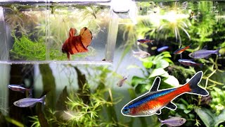 Betta Fish Community Tank  Adding NEW Tetras [upl. by Pat]