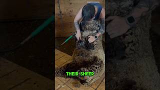 This Sheep Was Almost Blind Because of Its Own Wool🐏sheep wool animals funfacts shorts facts [upl. by Elda]