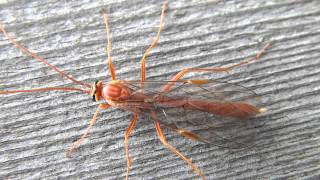 Shorttailed Ichneumon Wasp Ichneumonidae Ophion on Wall [upl. by Kellie331]