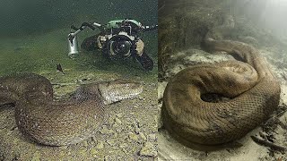 ¡Anaconda gigante Las cosas más increíbles que yacen en las profundidades del agua [upl. by Dorcas]