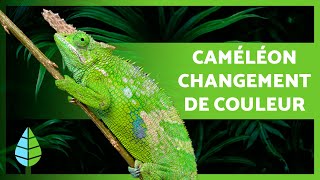 POURQUOI les CAMÉLÉONS changent DE COULEUR  🦎 COMMENT les caméléons CHANGENT DE COULEUR [upl. by Gough131]