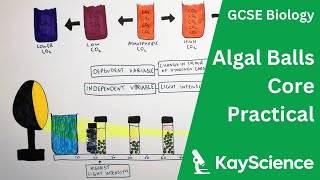 Photosynthesis amp Respiration in Algal Balls Core Practical  GCSE Biology  Kaysciencecom [upl. by Eirok]