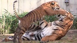 Tiger cubs playing at the National Zoo in Washington DC [upl. by Neile142]