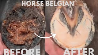 Horse Hoof Trimming And Cleaning Hoof restoration a belgian draft horse [upl. by Campney]