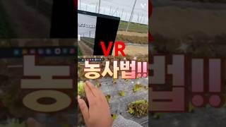 VR 농사법 귀농 상추 시골에서힐링하는종철이 하우스 겨울상추 빵빵이의일상 포찹 진청 적상추 청상추 겨울 보온 겨울나기 날씨 예벌 작업 vr [upl. by Audras]