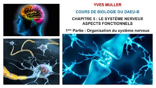 Chapitre 5  1ère Partie  Organisation du système nerveux et du neurone  Cours de Biologie [upl. by Ylloh]