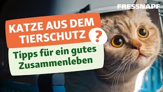 Herausforderungen bei der Adoption von Katzen  Tipps zur Anschaffung [upl. by Nylrad]