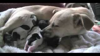 Amazing Dog Birth  Chihuahua giving birthmov [upl. by Elwyn]