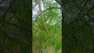 Moringa tree gardening healthylifestyle [upl. by Elleina]